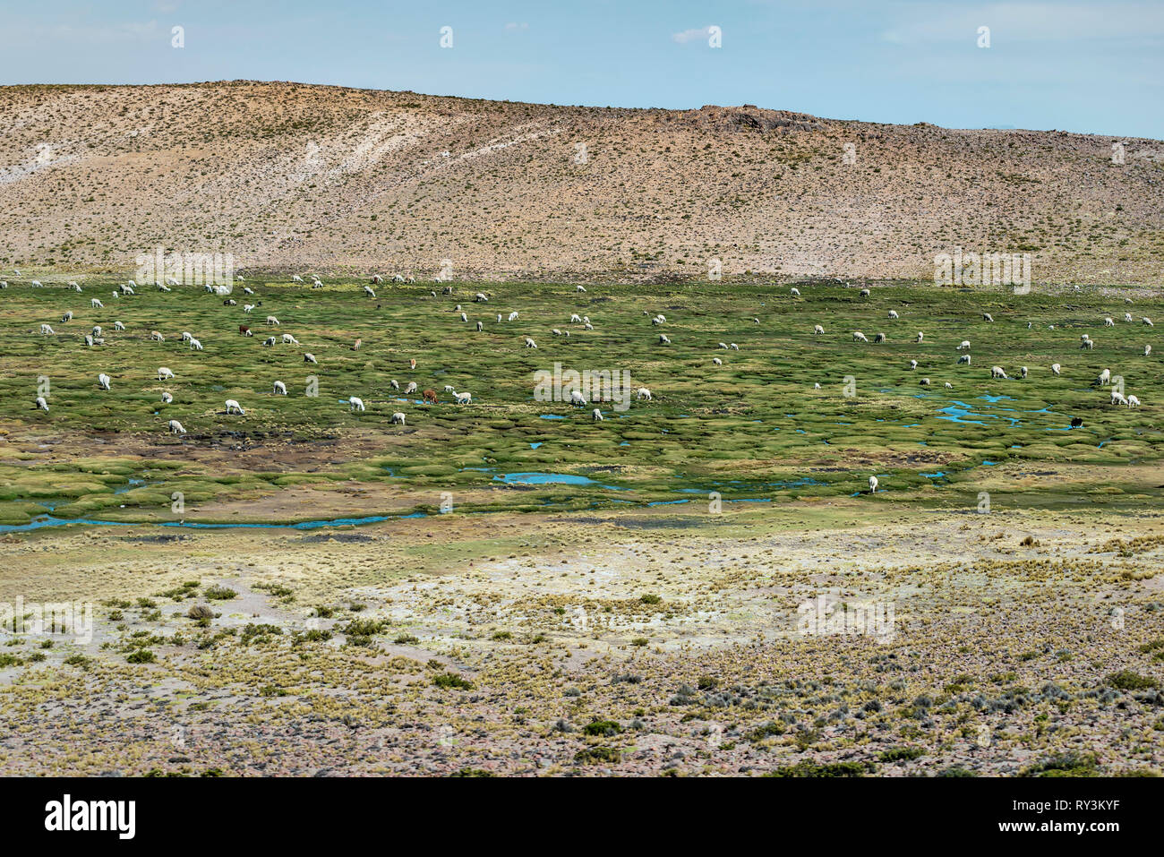 Viele Alpakas und Lamas in großer Höhe Flugzeug in Peru Stockfoto