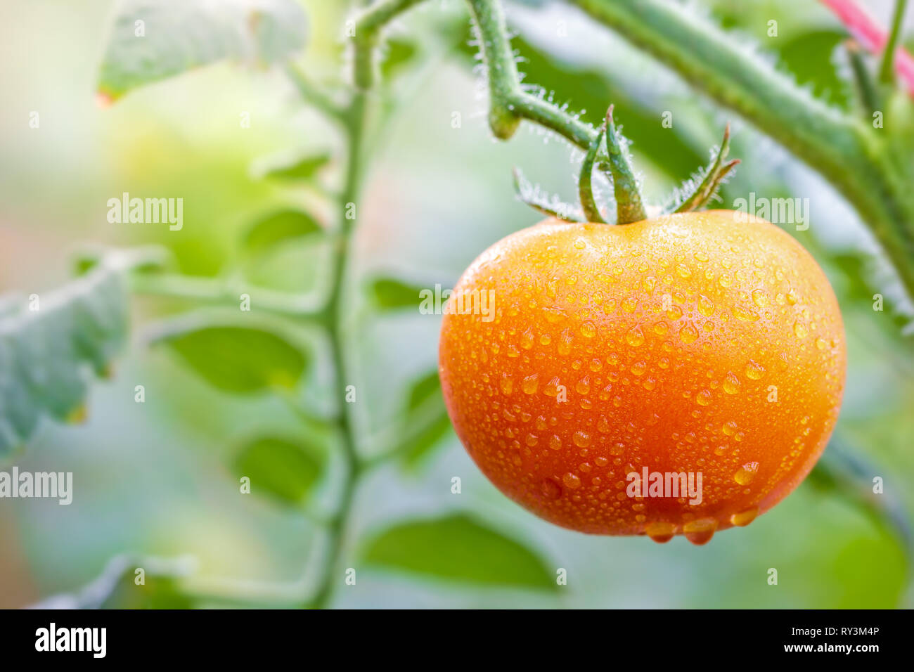 Grosse Tomaten und Tropfen Wasser in der organischen Bauernhöfe mit Morgensonne. Stockfoto