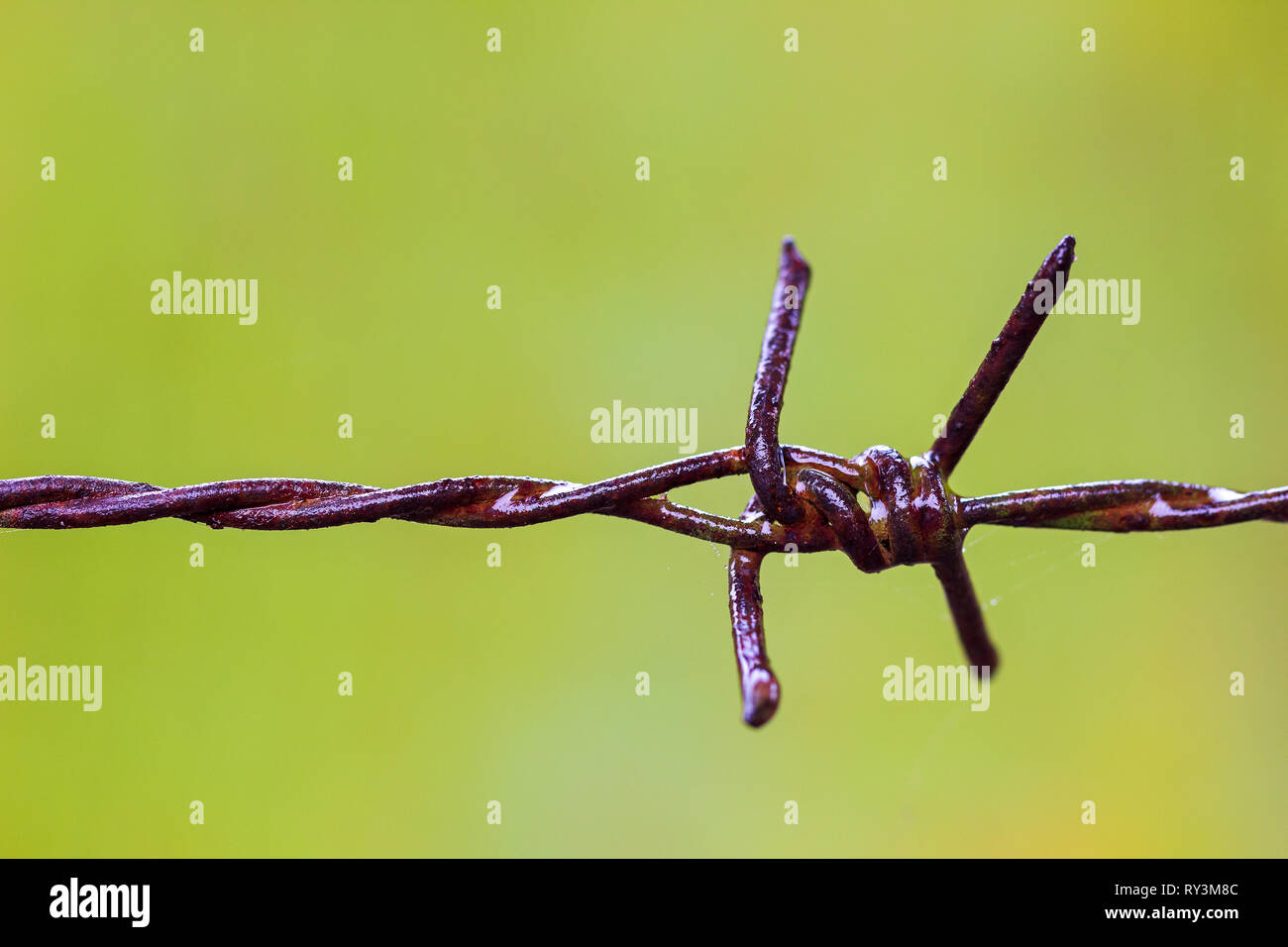 Alten verrosteten Stacheldrahtzaun und Spinnennetz waren nass mit Regen und verschwommenes natürlichen, grünen Hintergrund. Stockfoto