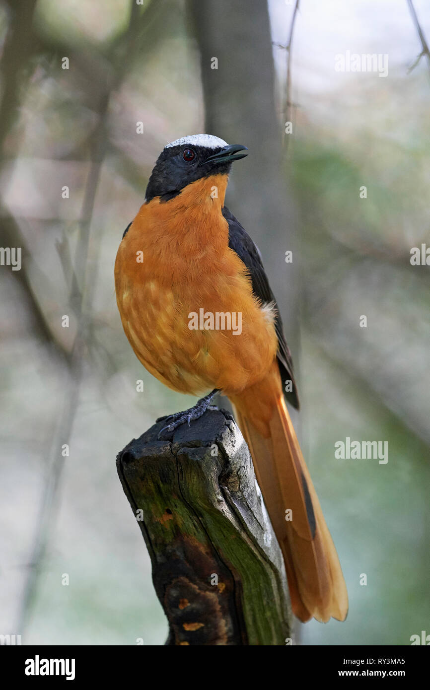 Weiß - gekrönte Robin - Chat in ihrem natürlichen Lebensraum in Gambia Stockfoto