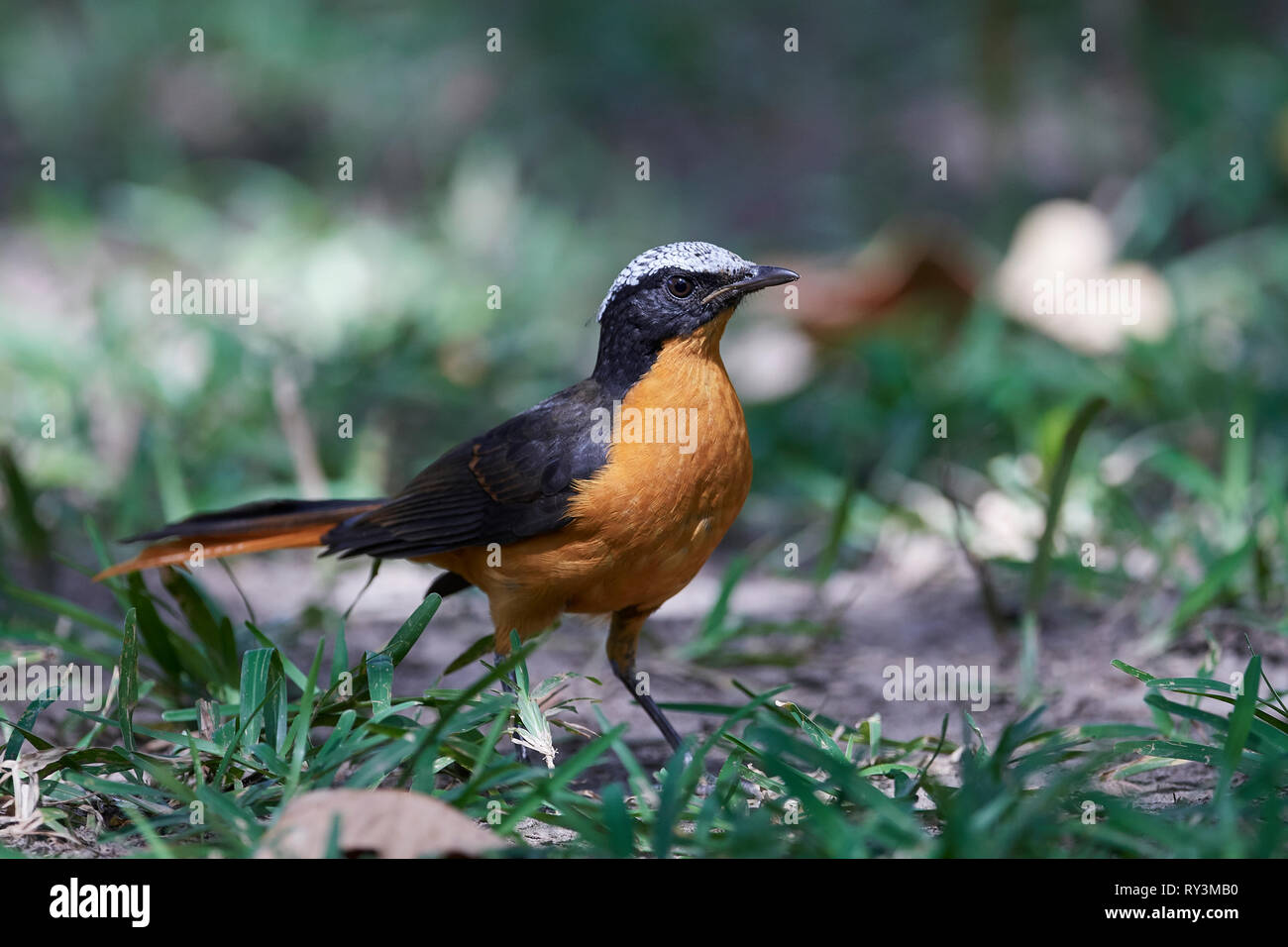 Weiß - gekrönte Robin - Chat in ihrem natürlichen Lebensraum in Gambia Stockfoto