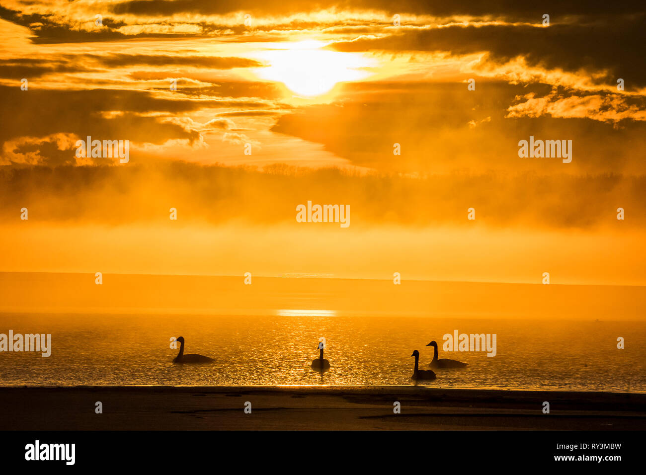 Trumpeter Schwäne in Nebel auf eisigen Sylvan Lake im frühen Winter an sunbreaker Cove Alberta Kanada Stockfoto