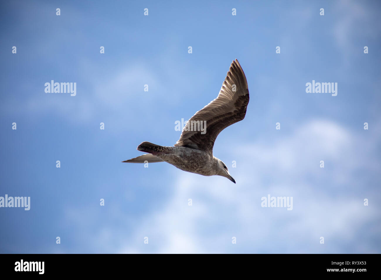 Möwe im Flug mit Wolken und blauer Himmel im Hintergrund sichtbar Stockfoto