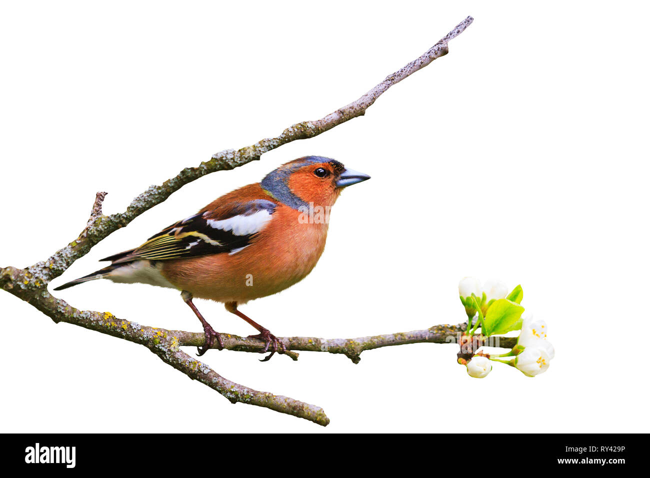Buchfink auf einem Ast ist auf einem weißen Hintergrund isoliert Stockfoto