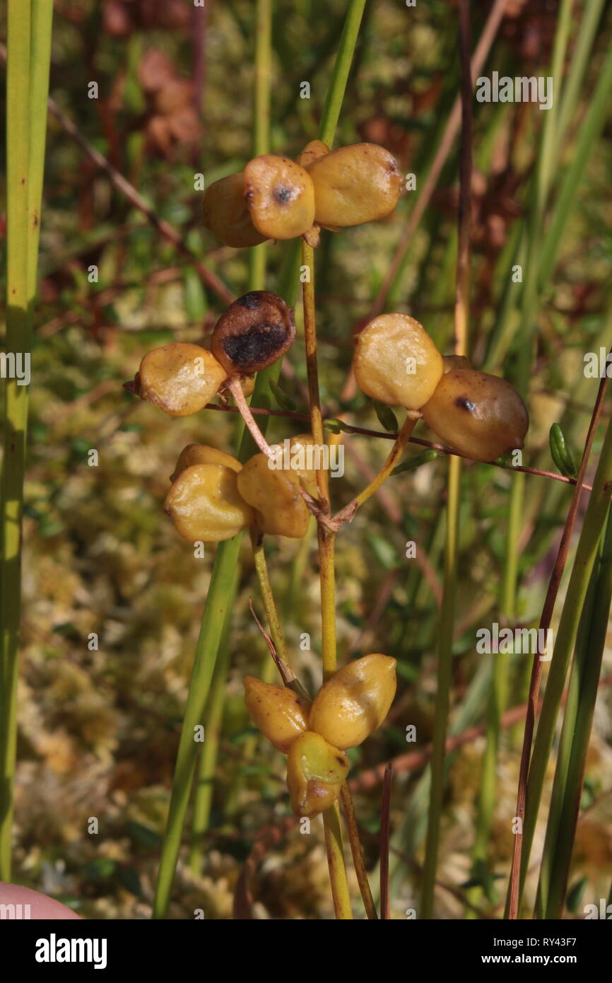 Fruchtkörper Pod Gras (Scheuchzeria palustris) in einem kleinen Moor in der Nähe von Klein Berssen, Deutschland Stockfoto