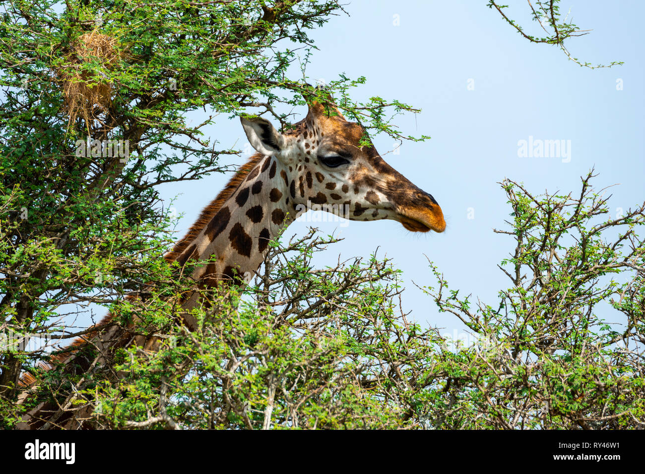 Rothschild Giraffe (Giraffe camelopardus Victoriae) Fütterung auf Akazie Blätter in Murchison Falls National Park, Northern Uganda, Ostafrika Stockfoto