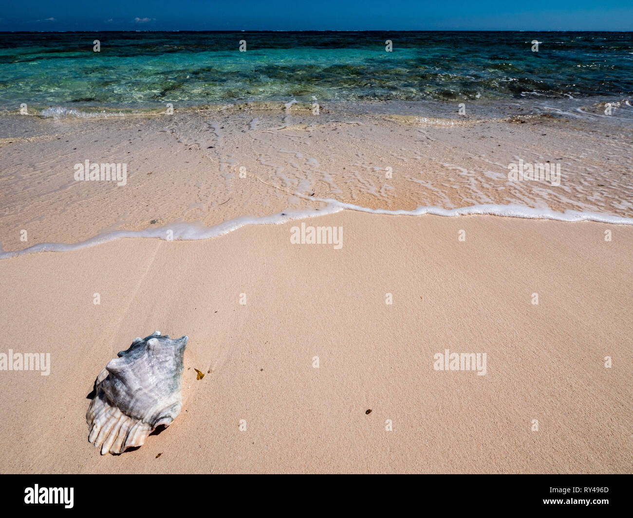 Muschel, weiße Straße Strand, tropischen Strand, Rock Sound, Eleuthera, Bahamas, in der Karibik. Stockfoto