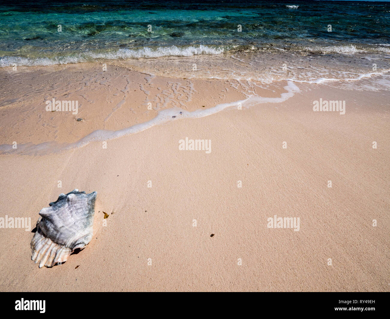 Muschel, weiße Straße Strand, tropischen Strand, Rock Sound, Eleuthera, Bahamas, in der Karibik. Stockfoto