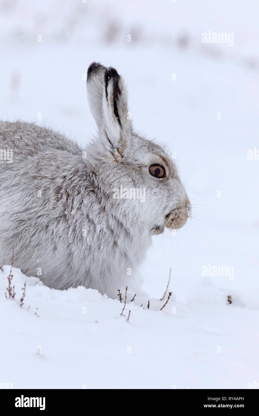 Close-up Portrait von schneehase/Alpine Hase/Schneehase (Lepus timidus) in weiß winter Fell sitzt im Schnee, Cairngorms NP, Schottland, Großbritannien Stockfoto