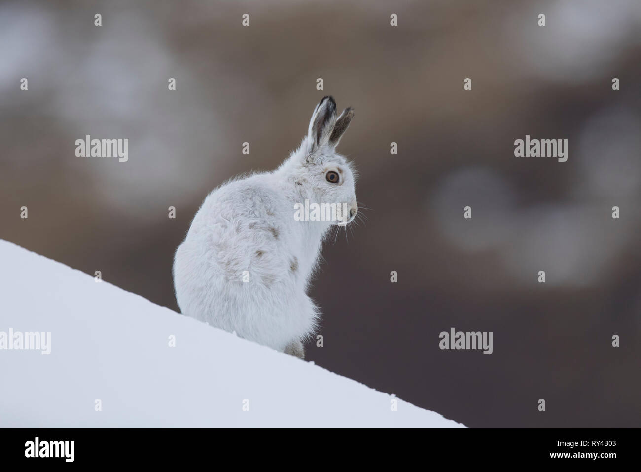 Schneehase/Alpine Hase/Schneehase (Lepus timidus) in weiß winter Fell in den schottischen Highlands, Schottland, Großbritannien Stockfoto