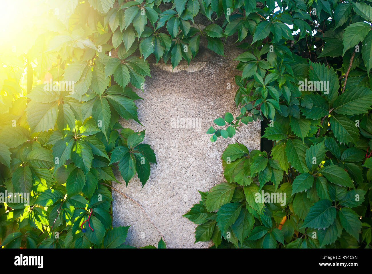 Virginia Creeper Efeu eine grobe Unebenheiten Block im warmen Sonnenuntergang umgeben Stockfoto