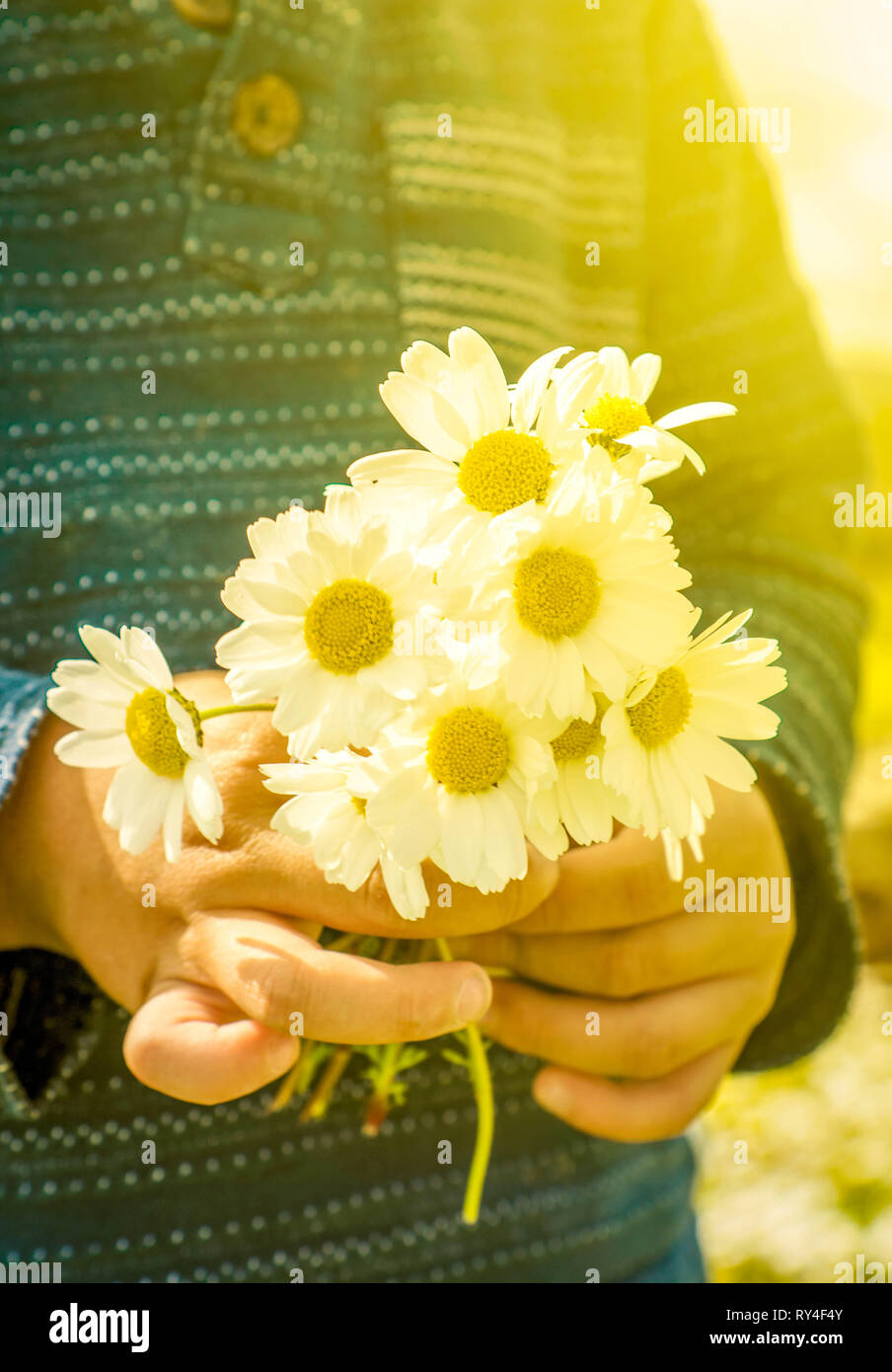 Kleines Kind hält einen Strauß Daisy Flower Stockfoto