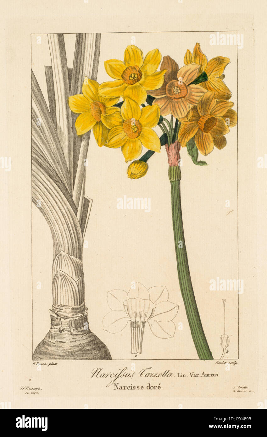 Flore des Jardiniers, Amateure et Manufacturiers: Primel oder Cluster Narzisse, 1836. Pancrace Bessa (Französisch, 1772-1846). Gravur, handkolorierte Stockfoto