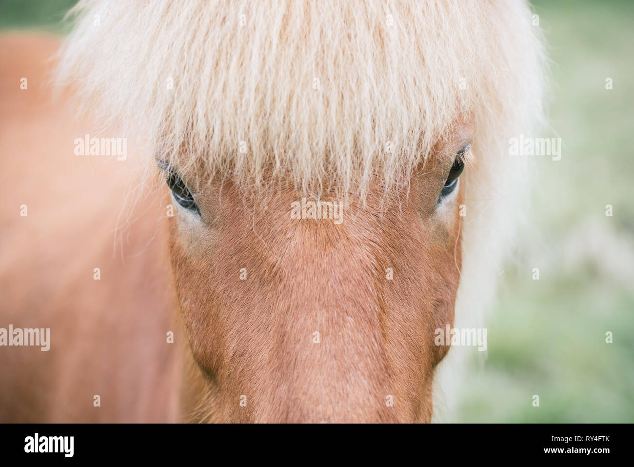 Das Aussehen eines isländischen Pferd Stockfoto