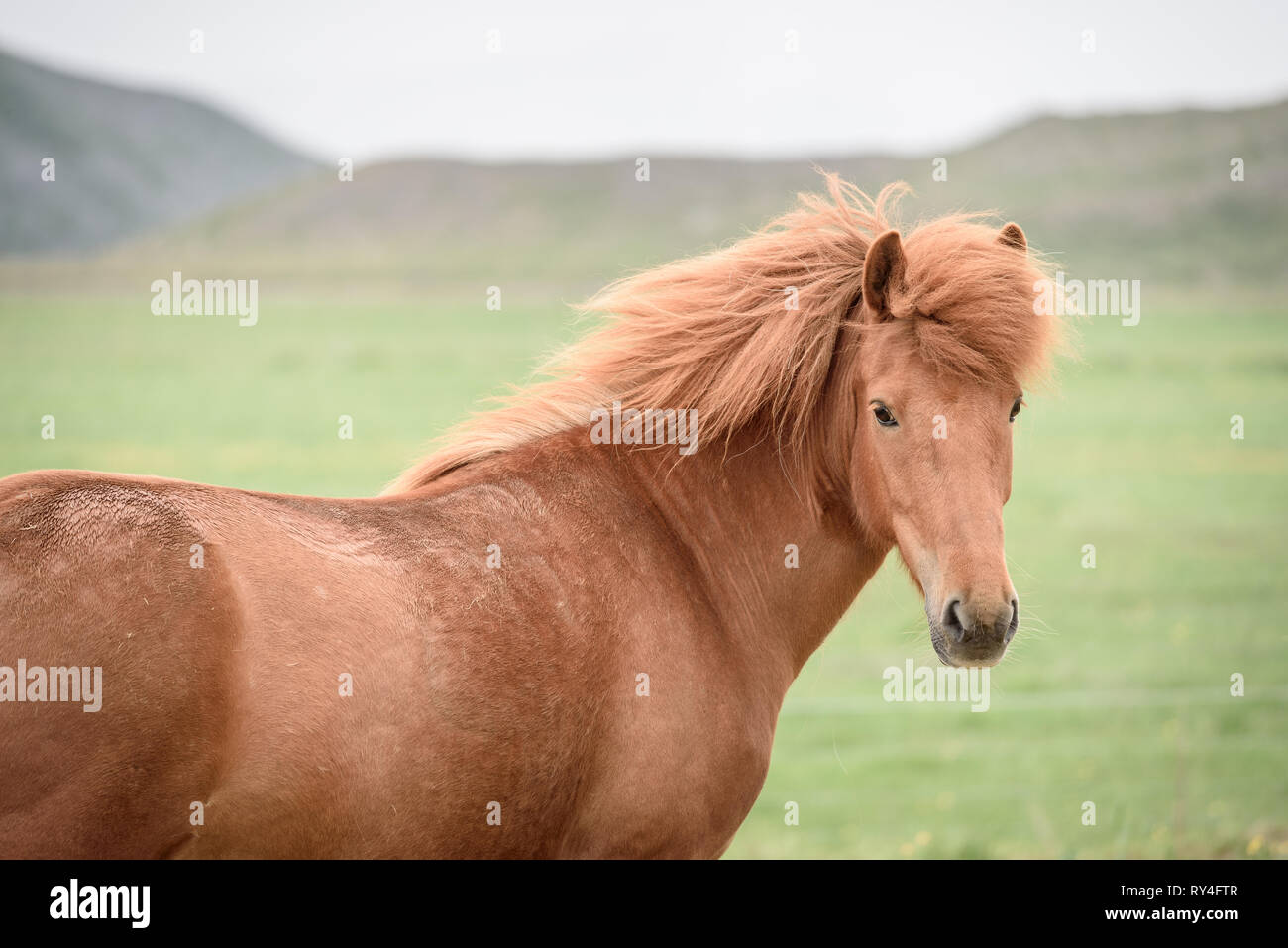Chestnut Pferd mit schönen Frisur. Weide in Island Stockfoto