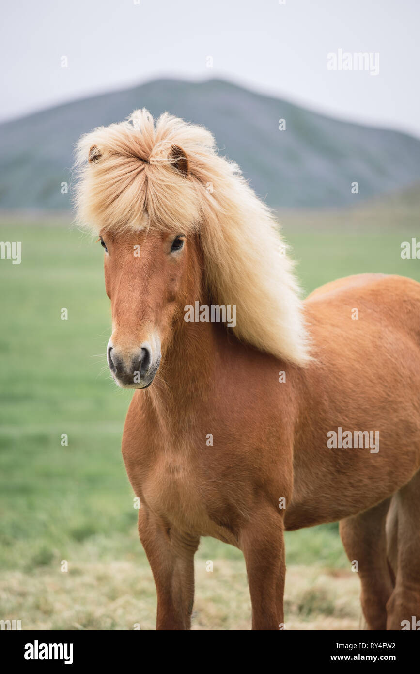 Red Islandpferd mit schöner Mähne Stockfoto