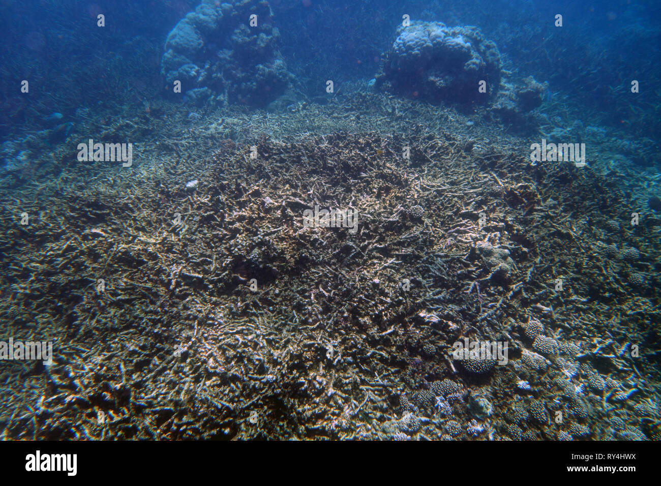 Trümmern Überreste einer Acropora Korallen Kolonie, die von vor zwei Jahren bleichen, deren Skelett ist im rauhen Wetter, das getötet wurde, Great Barrier Re Stockfoto