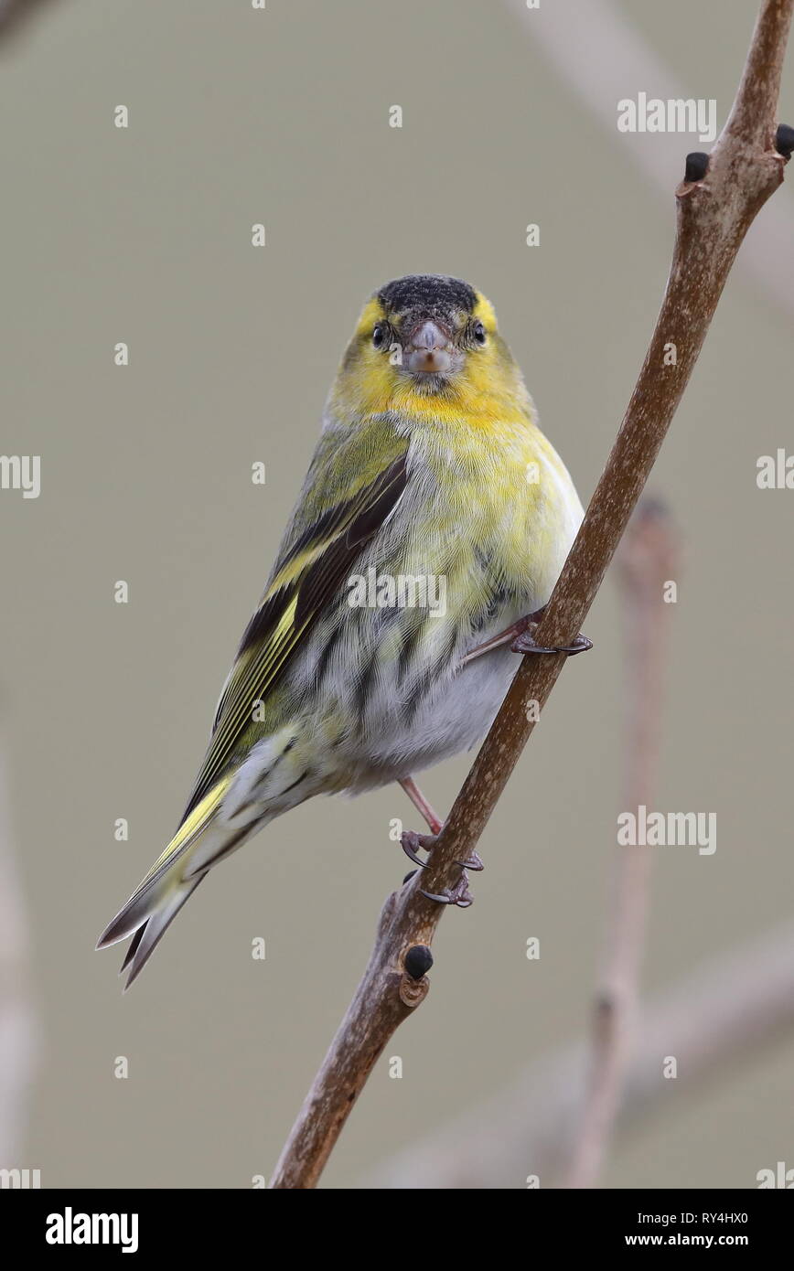 Erwachsene männliche Siskin Stockfoto