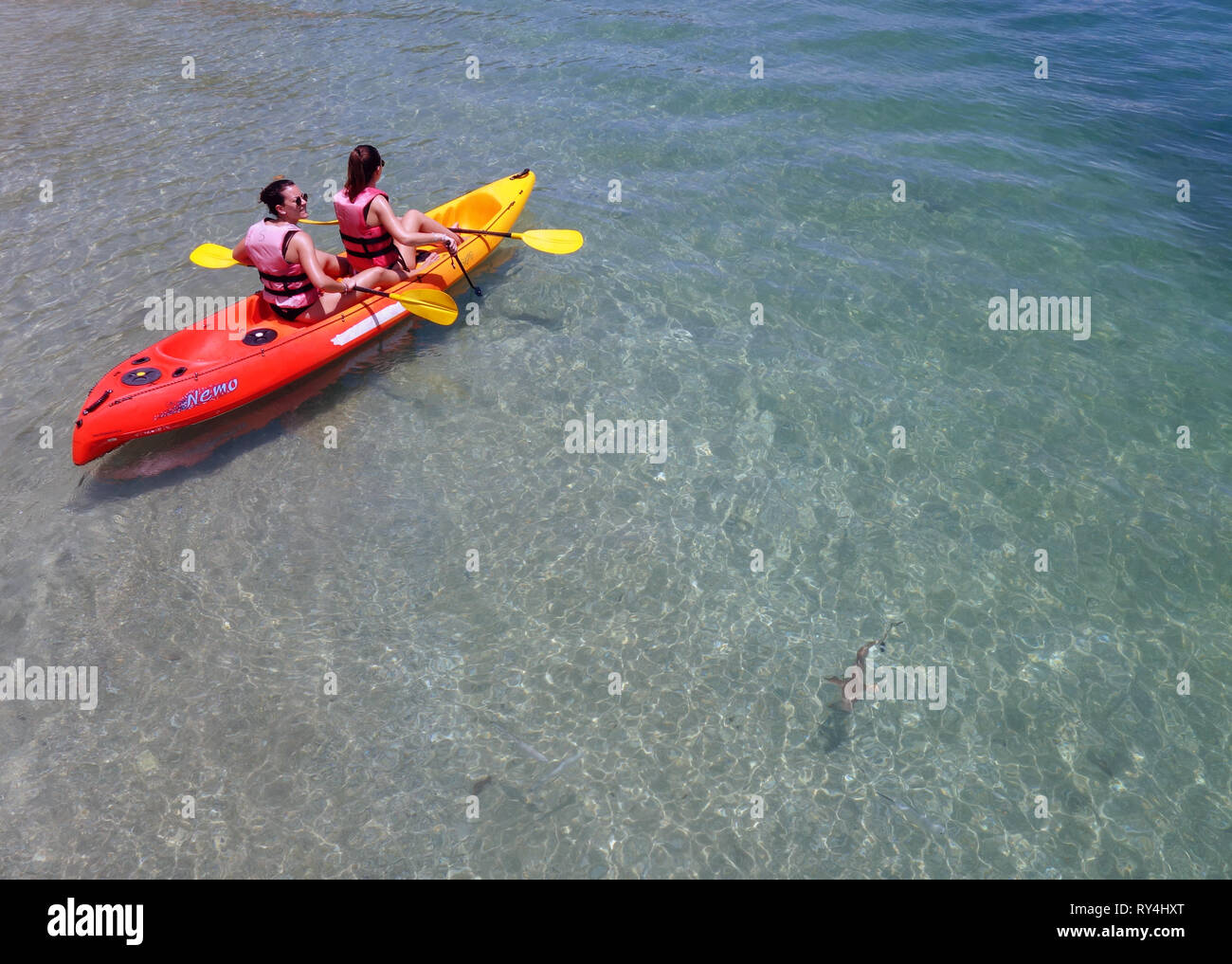 Mädchen auf Kayak anzeigen juvenile Schwarzspitzen Riffhaie (Carcharhinus Melanopterus) in den Untiefen auf Fitzroy Island, Great Barrier Reef Stockfoto