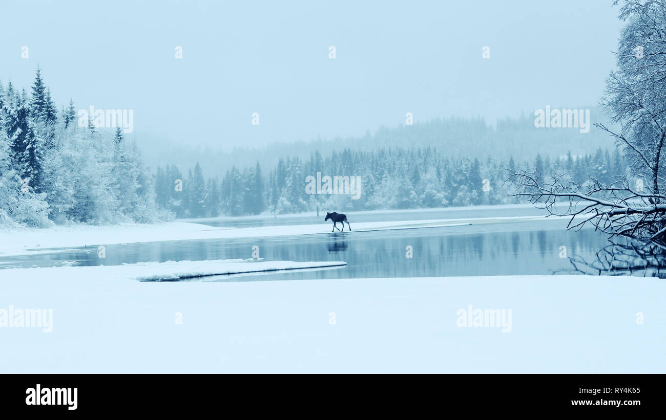 Elche wandern auf dem See Küste in den nebligen Wintertag. Das Bild am See Selbu, Norwegen genommen Stockfoto