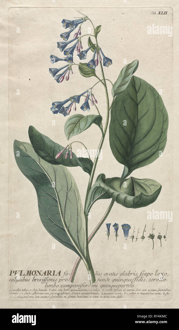 World Selectae: Nr. 42 - Pulmonaria. Georg Dionysios Ehret (Deutsch, 1708-1770), Christoph Jacob Trew (Deutsch). Gravur, handkolorierte Stockfoto