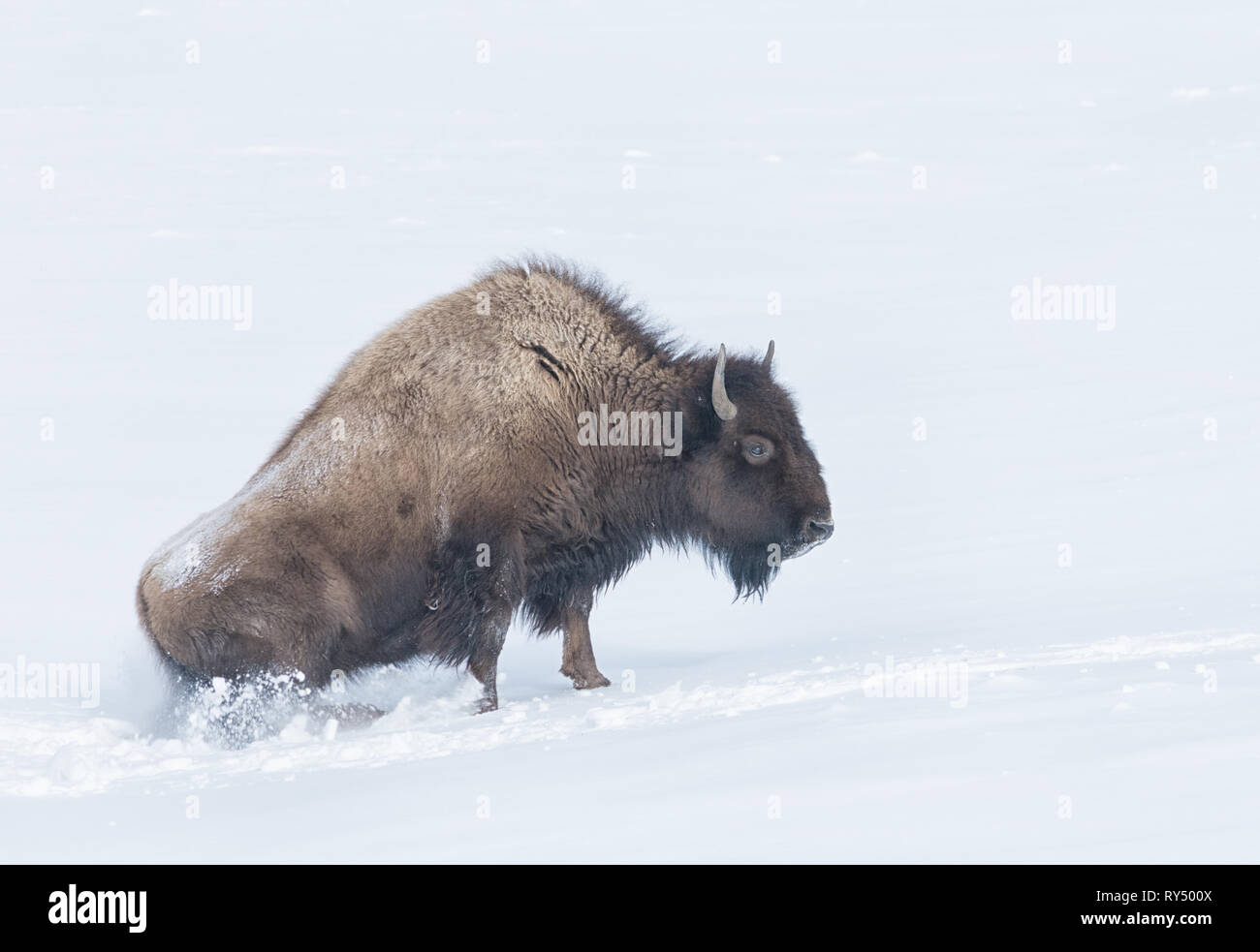 Bison Kämpfe in tiefem Schnee seine Hinterhand senden Schnee fliegen in alle Richtungen frei Stockfoto