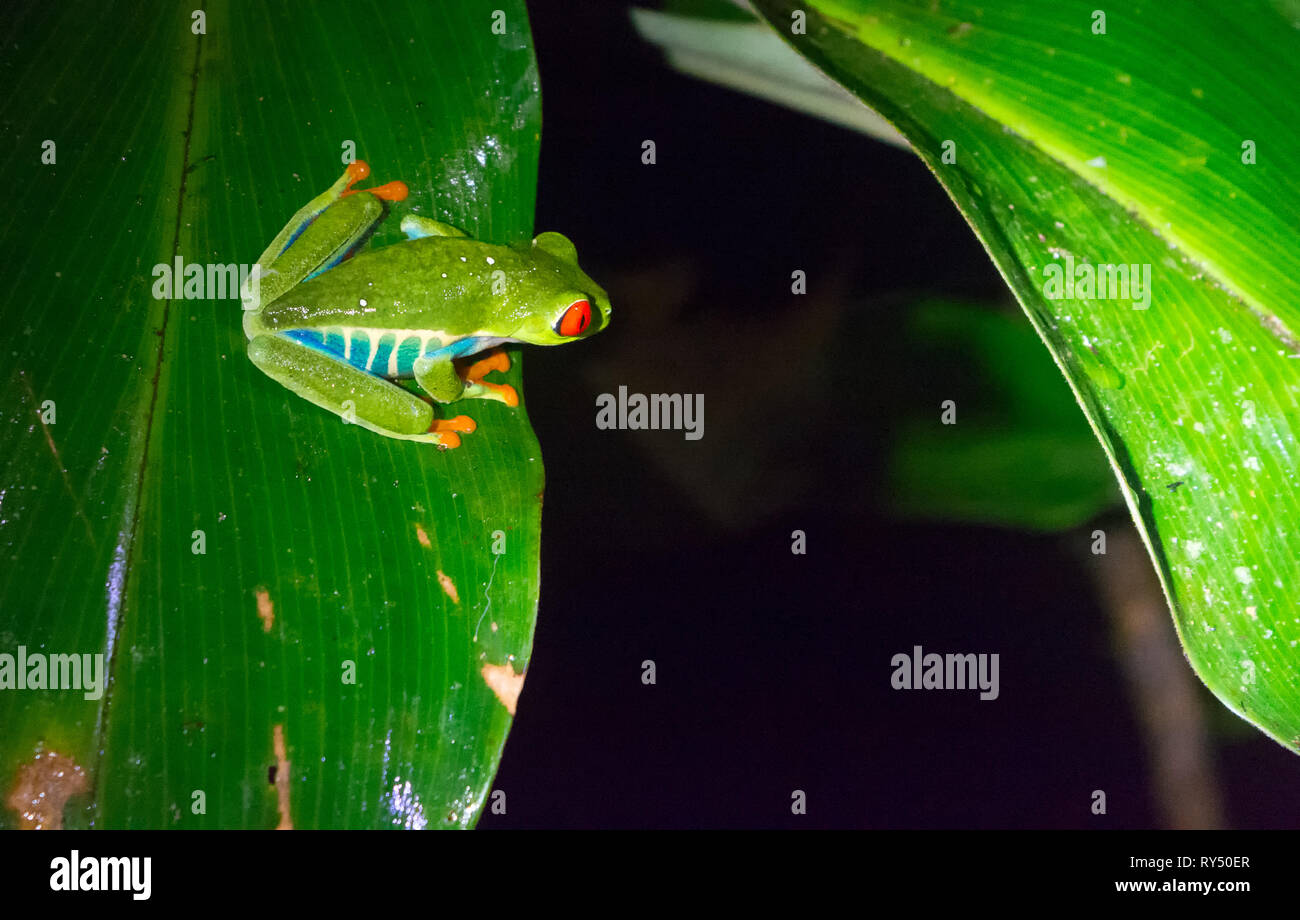 Peering in die Dunkelheit ein red-eyed Laubfrosch sitzt auf einem großen breiten Palme Wedel Stockfoto