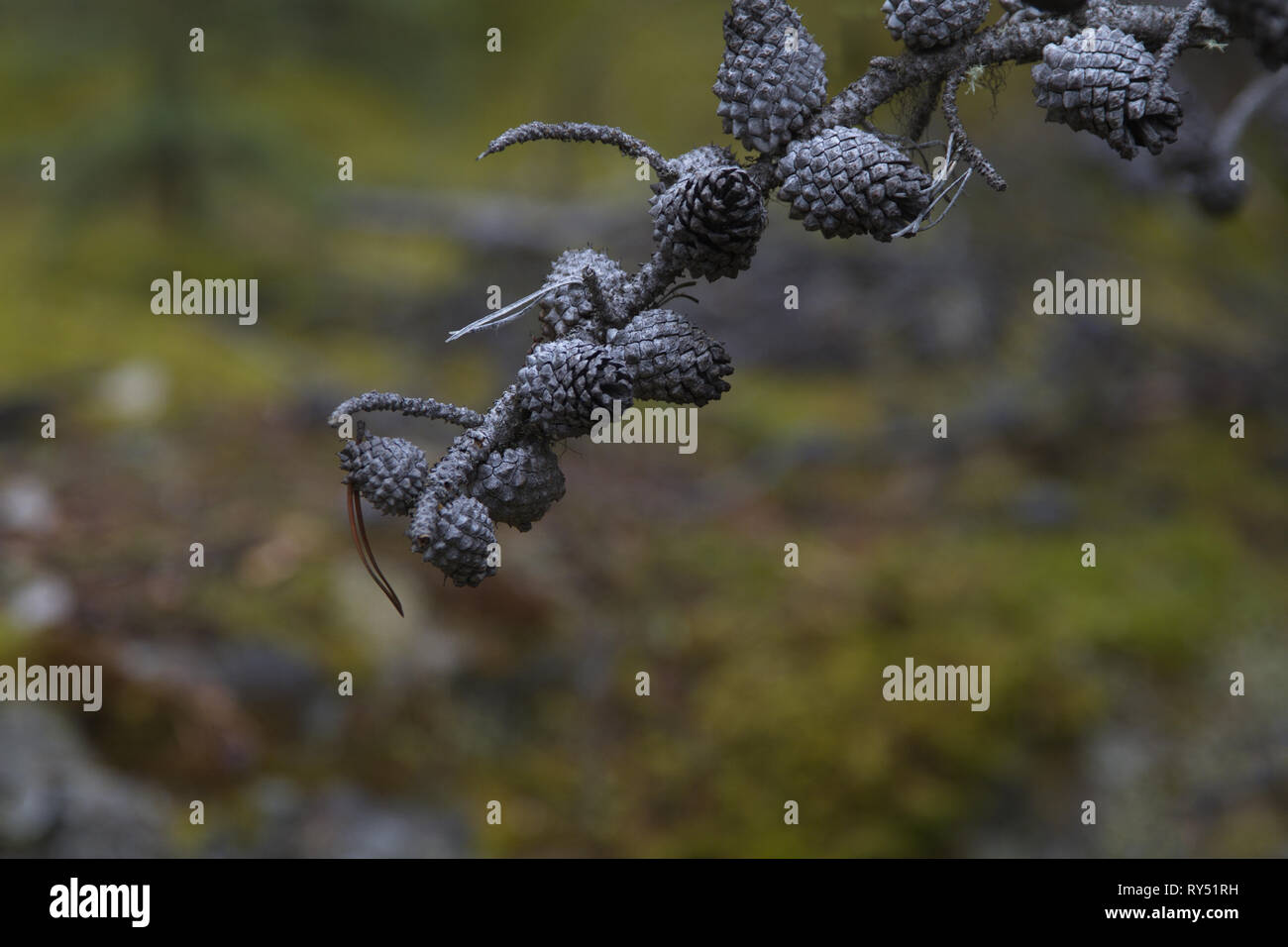 In der Nähe von grau Tannenzapfen auf toten Baum ist ein Symbol des Todes und der Trauer. Kopieren Sie Speicherplatz auf Bokeh der horizontalen Foto. Stockfoto