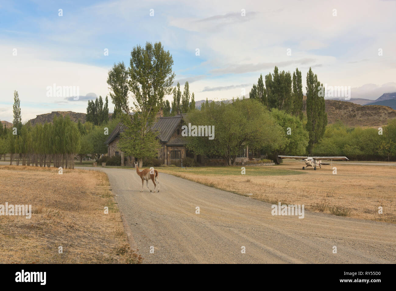 Einsame guanako an der Valle Chacabuco Lodge in Patagonien Nationalpark, Aysen, Patagonien, Chile Stockfoto