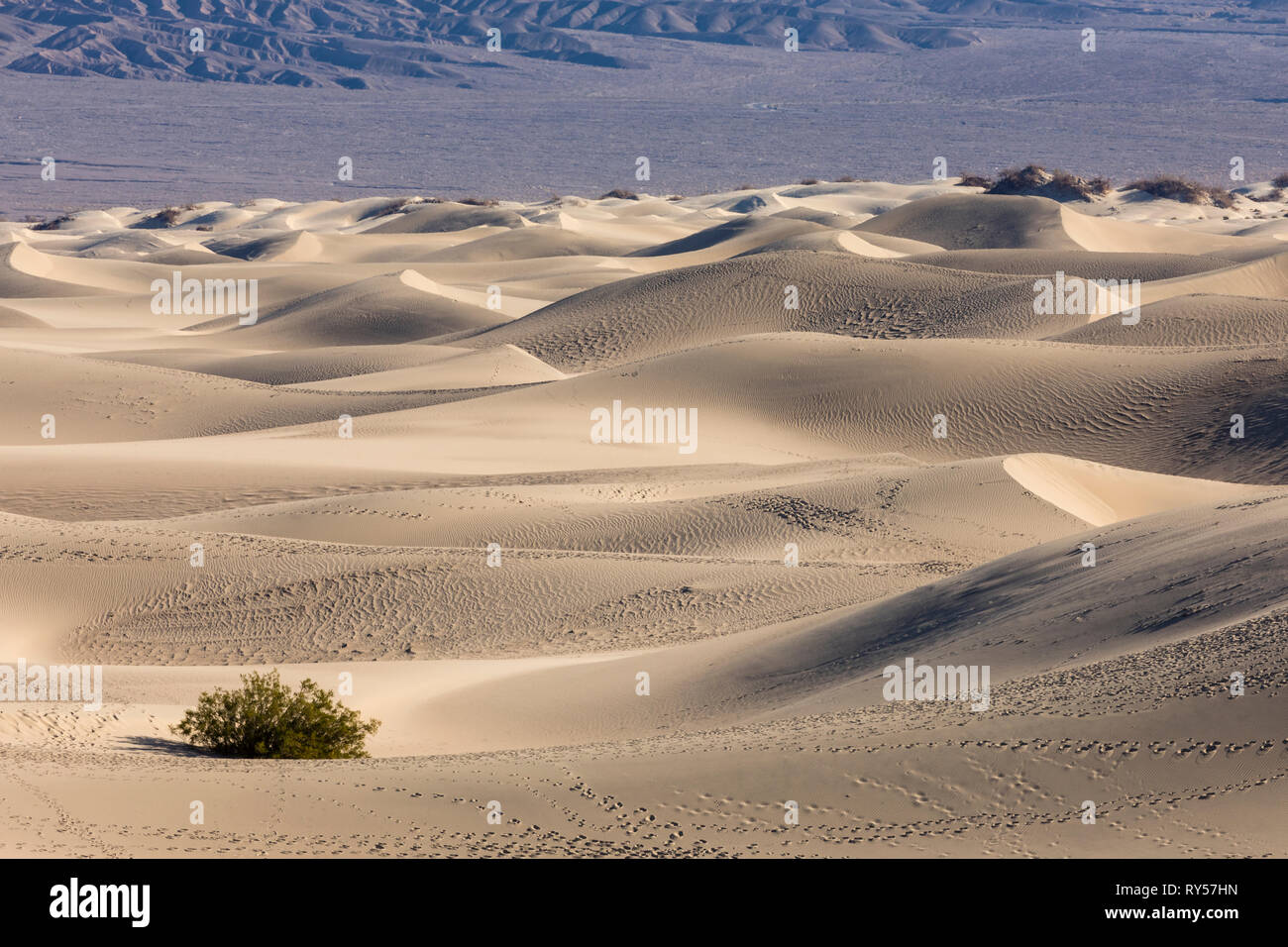 Mesquite Flat Sand Dunes ist ein ausgedehntes Gebiet mit berggesäumten Sanddünen im Death Valley und ein beliebtes Touristenziel für Wanderer und Fotografen. Stockfoto