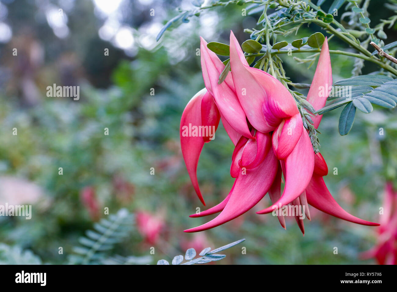 In der Nähe von rot, rosa Blüten von Clianthus puniceus (Lobster Claw oder Kaka Schnabel) Stockfoto