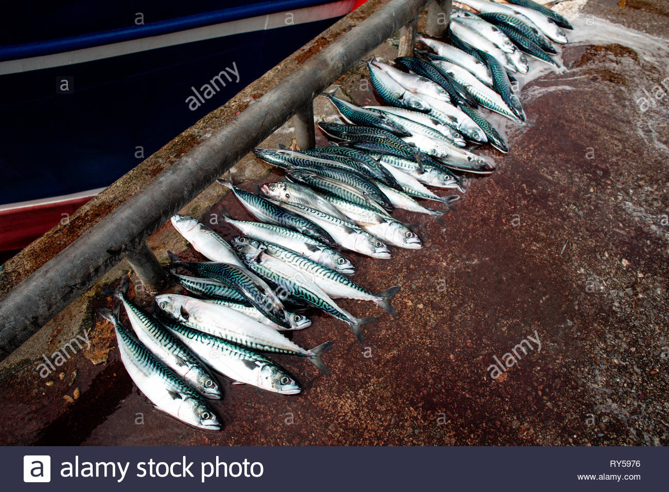 Makrele am Pier in Kenmare, County Kerry als der Fischwirtschaft Sorgen über das Ergebnis der Brexit. Stockfoto
