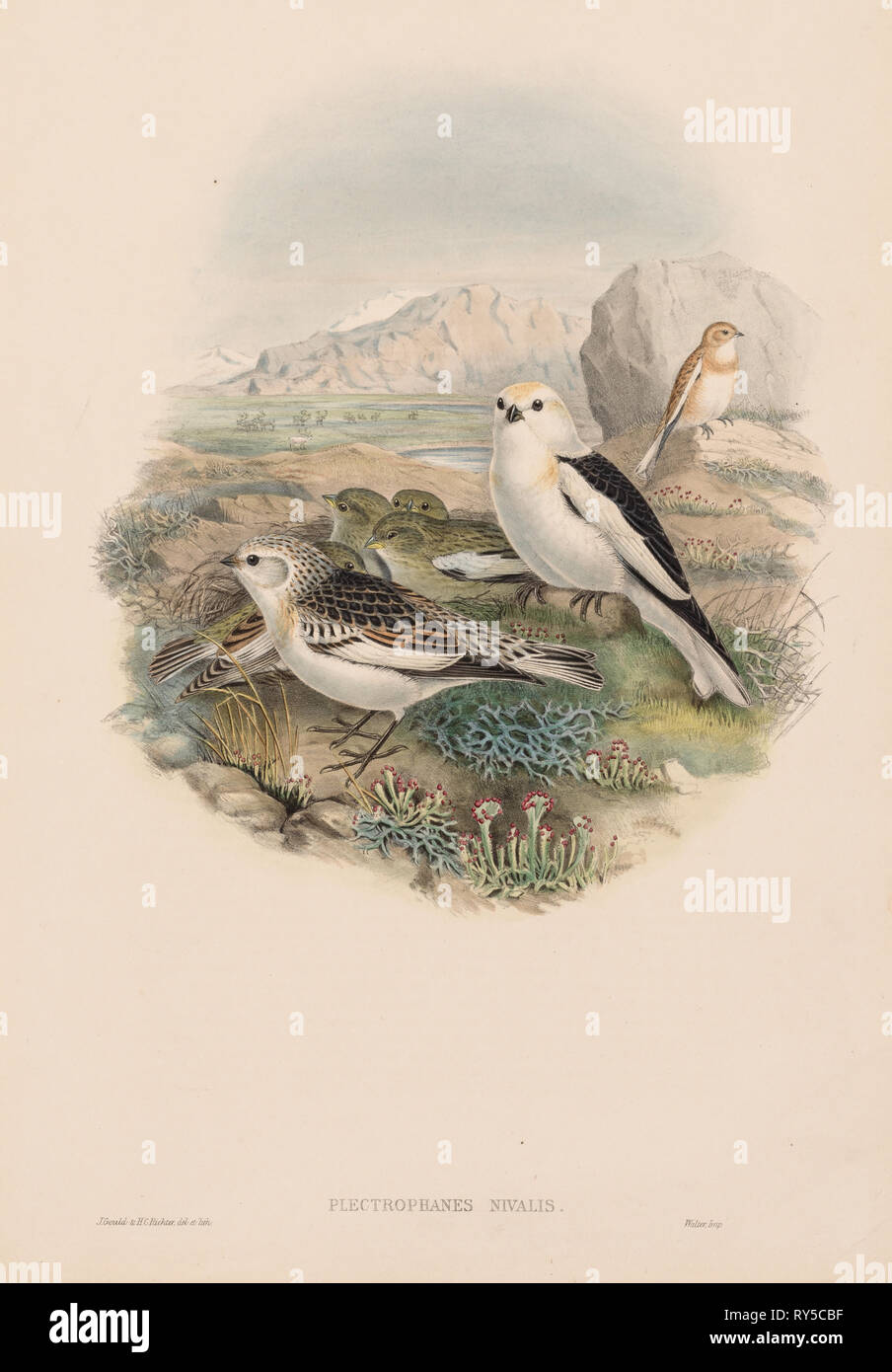 Die Vögel von Großbritannien: Plestrophanes nivalis. John Gould (British, 1804-1881). Lithographie Stockfoto