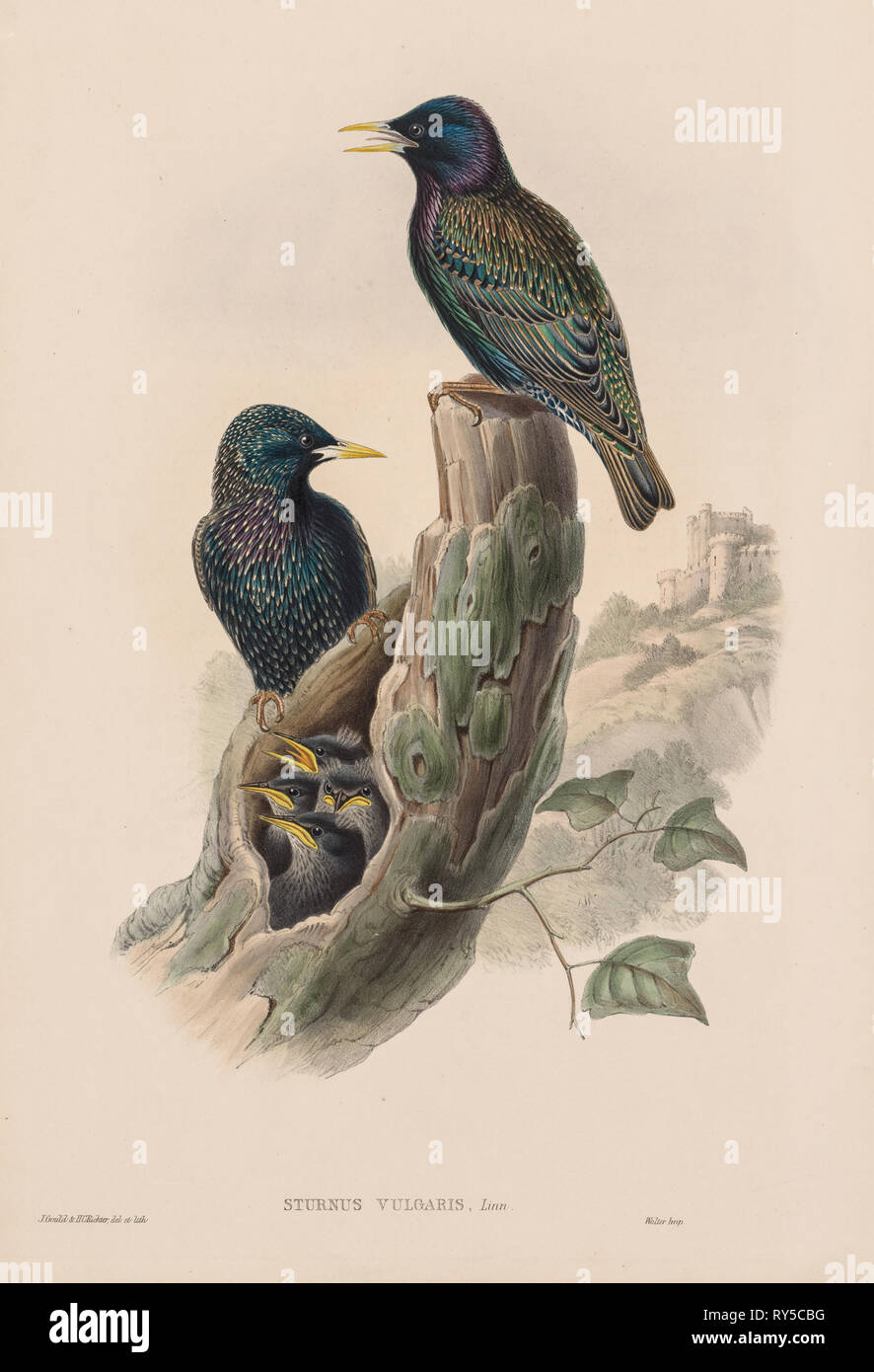 Die Vögel von Großbritannien: Sturnur vulgaris. John Gould (British, 1804-1881). Lithographie Stockfoto