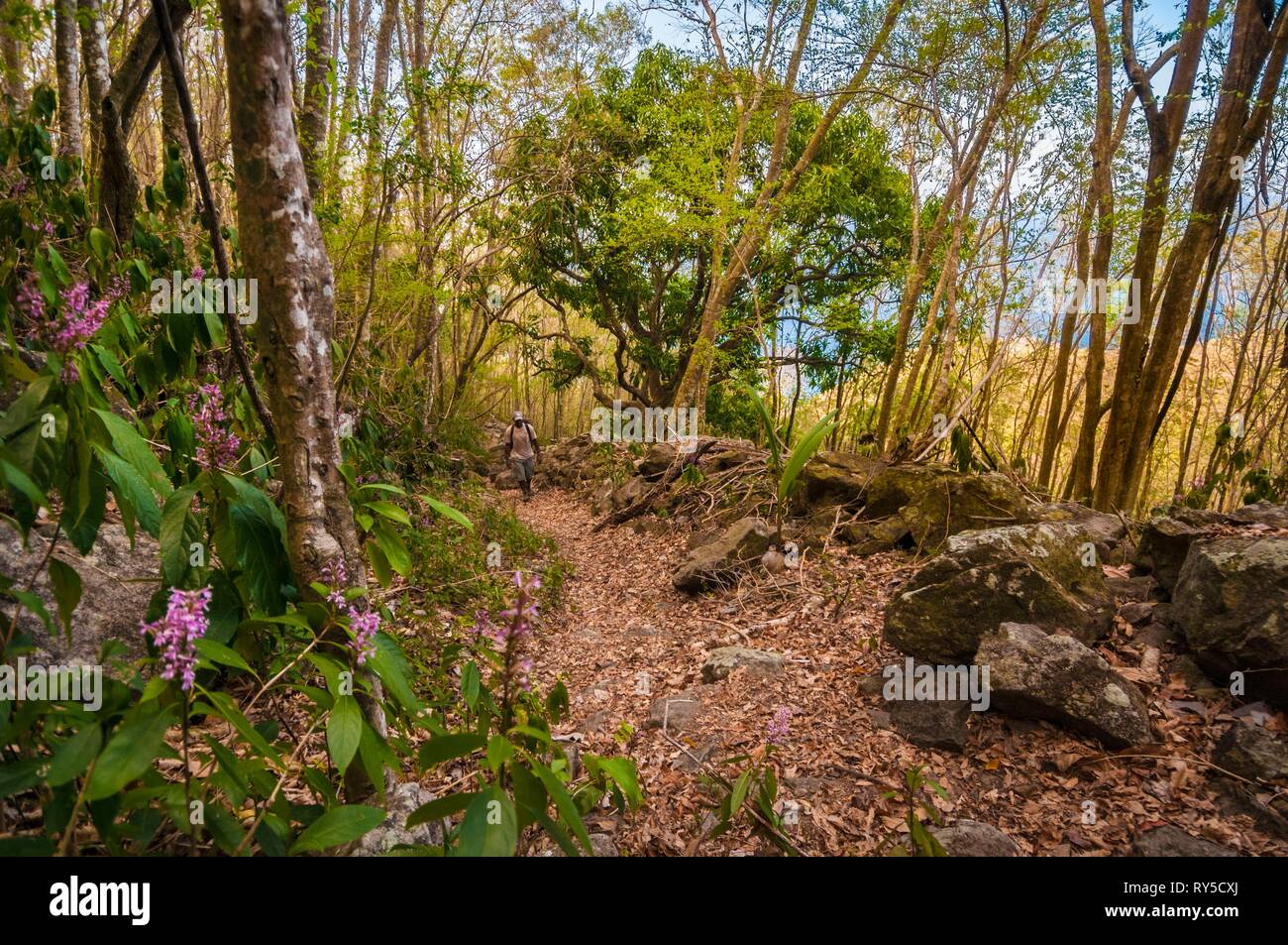 Dominica, Wanderer auf Abschnitt 1 des Waitukubuli Wanderweg, der Insel Kreuze Stockfoto