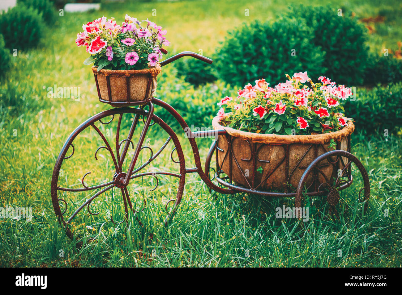 Dekorative Vintage Modell altes Fahrrad Korb Blumen Garten Stockfoto