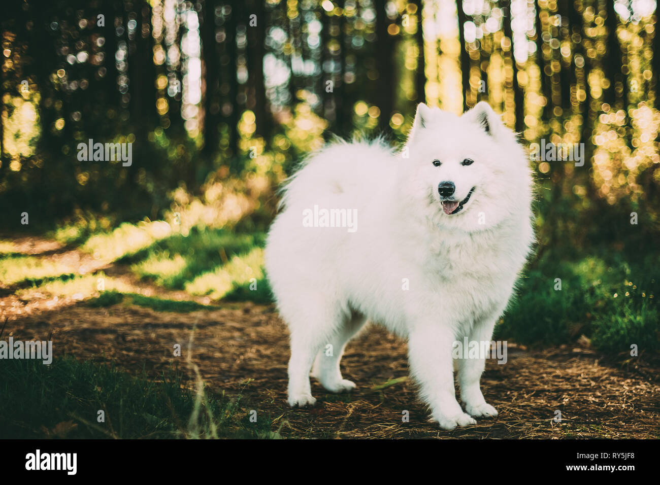 Weiße Samojeden Hund Outdoor Portrait Stockfoto