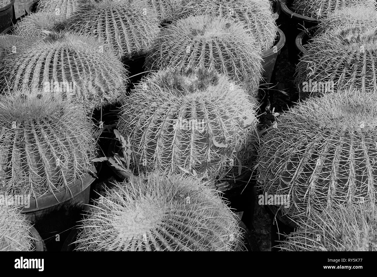 Barrel Kaktus Gruppe B&W Stockfoto