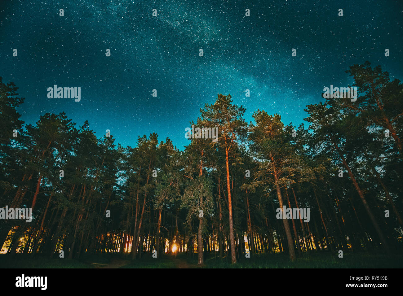 Grüne Bäume Wald im Park unter sternenklaren Nachthimmel mit Milchstraße. Nacht-Landschaft mit natürlichen echte leuchtenden Sterne über Wald oder Park im Sommer Stockfoto