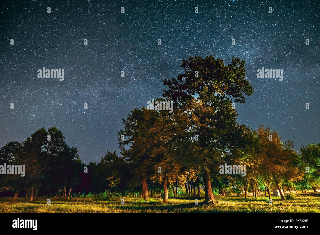 Grüne Bäume Eiche Holz im Park unter Nacht Sternenhimmel mit Milchstraße. Nacht Landschaft mit natürlichen Realen leuchtenden Sternen über Wald im Sommer Stockfoto