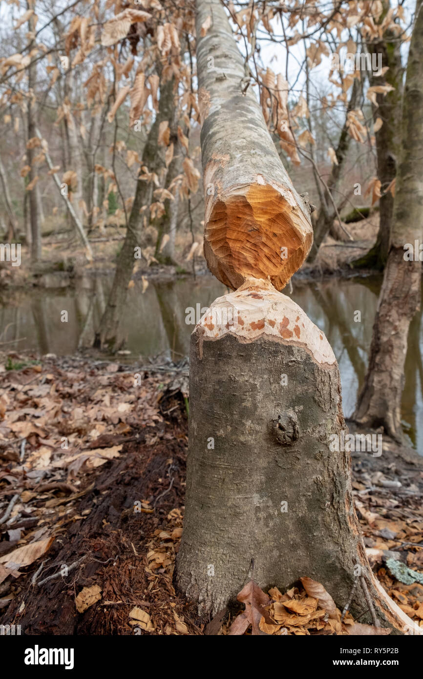 Nahaufnahme von einer Buche zerbissen, von einem amerikanischen Beaver. Stockfoto