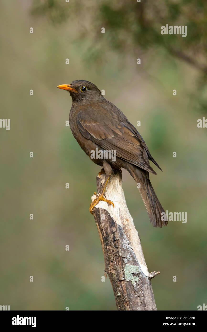 Grau winged schwarzer Vogel, weiblich, Turdus boulboul Sattal, Uttarakhand, Indien Stockfoto