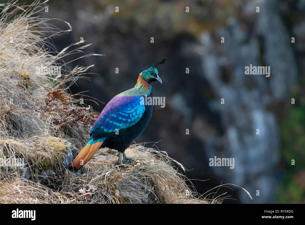 Himalayan Monal, Kedarnath Wildlife Snactuary, Chopta, Uttarakhand, Indien Stockfoto