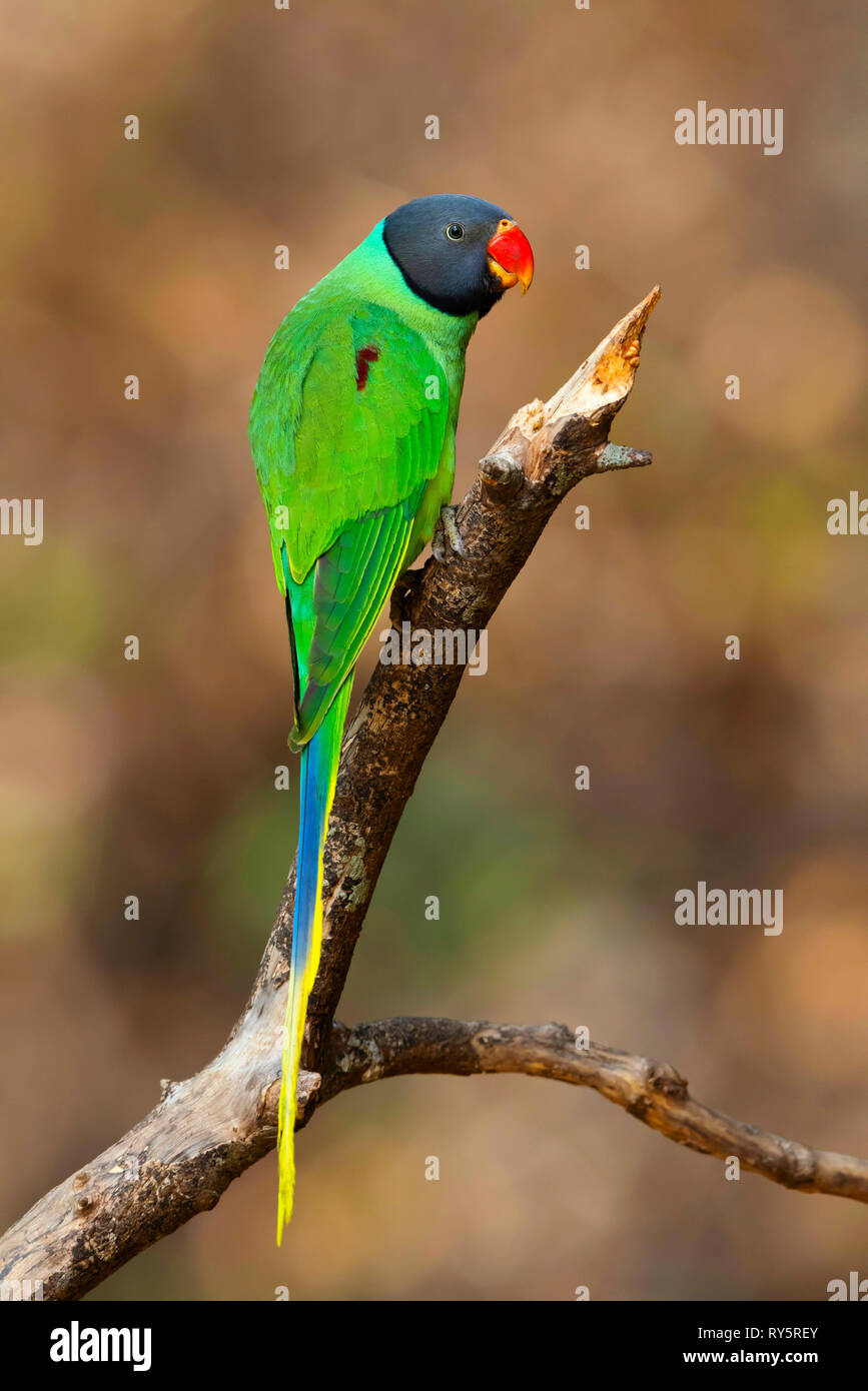 Slaty vorangegangen Sittich, Psittacula himalayana, Sattal, Uttarakhand, Indien Stockfoto
