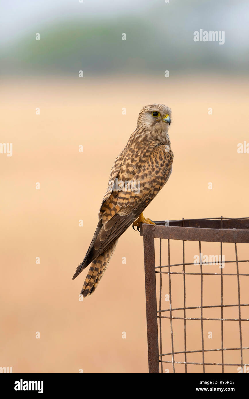 Turmfalke, Weiblich, Falco tinnunculus, hirschziegenantilope Nationalpark, Velavadar, Bhavnagar, Gujarat, Indien Stockfoto