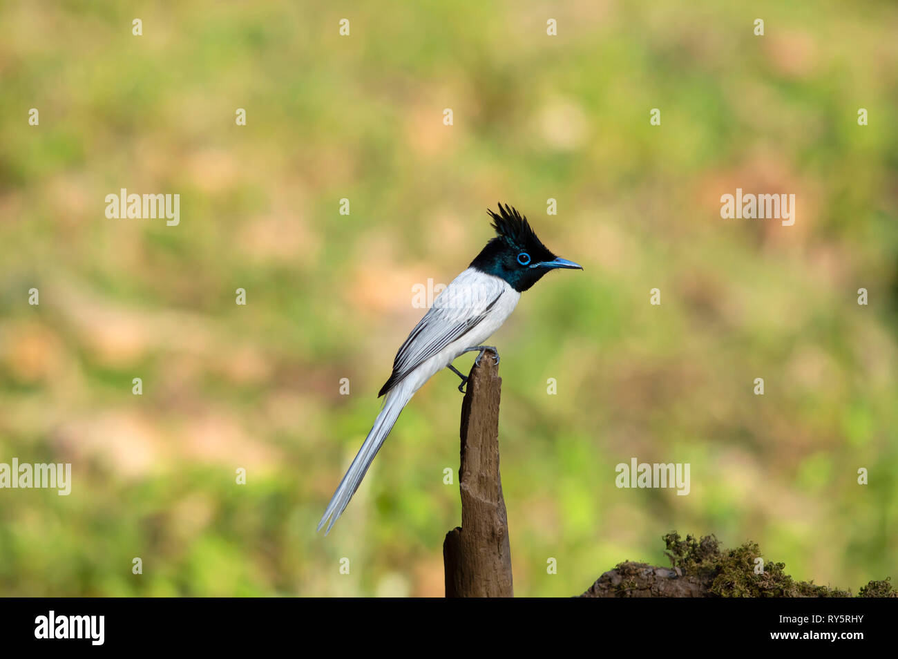 Indische Paradies, White Morph, Terpsiphone Paradisi, Sattal, Nainital, Uttarakhand, Indien Stockfoto