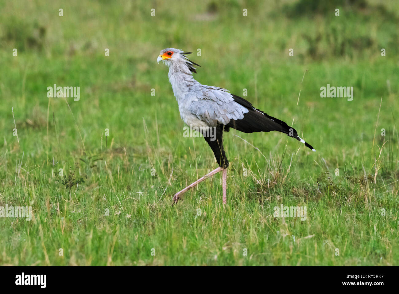 Staatssekretär Vogel, Sagittarius serpentarius, Masai Mara National Park, Kenia, Afrika Stockfoto