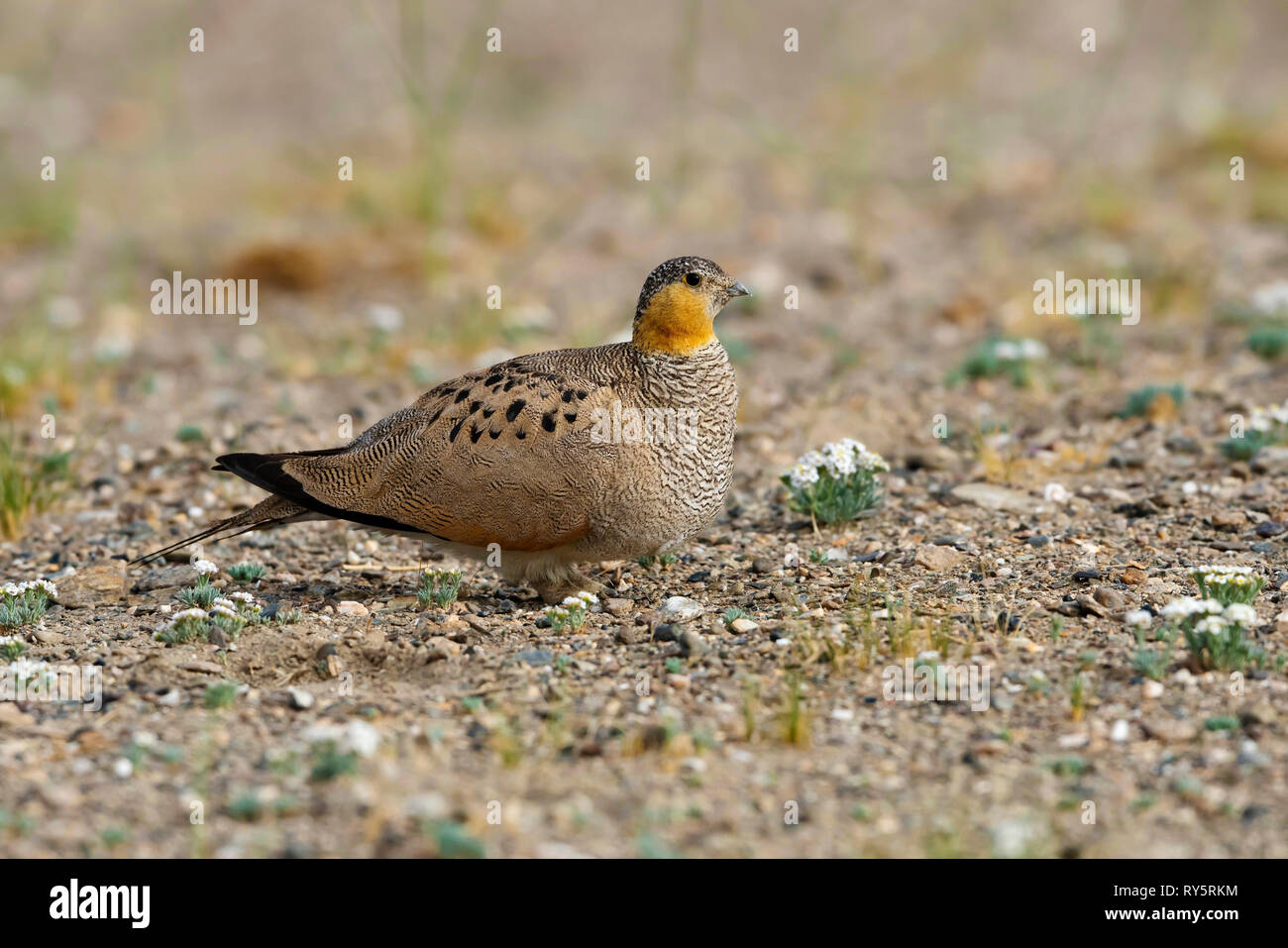 Tibetisch Sandgrouse, Syrrhaptes tibetanus, Tso Kar, Leh, Ladakh, Jammu und Kaschmir, Indien Stockfoto