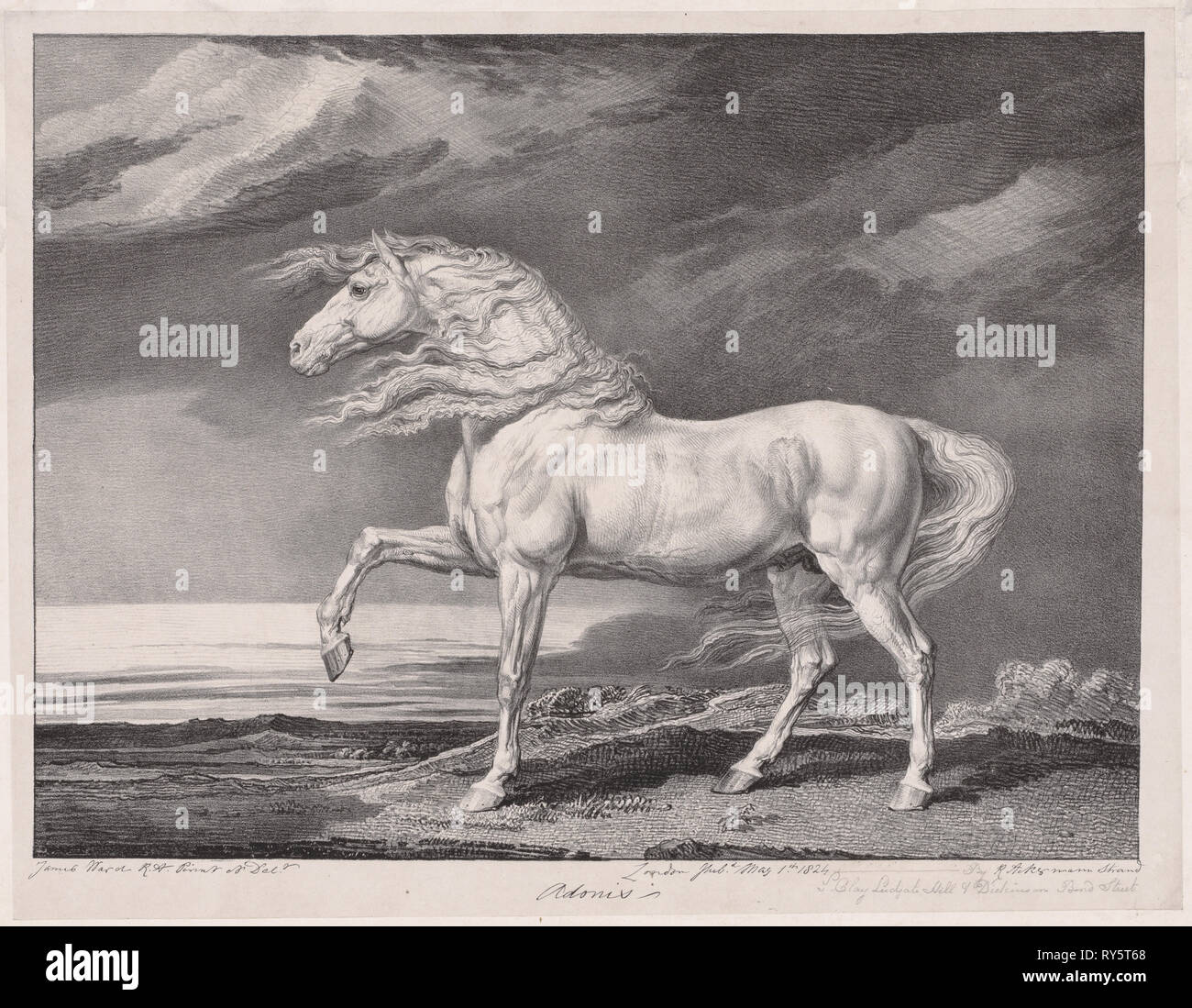 14 gefeiert Pferde: Adonis, 1824. James Ward (British, 1769-1859). Lithographie Stockfoto