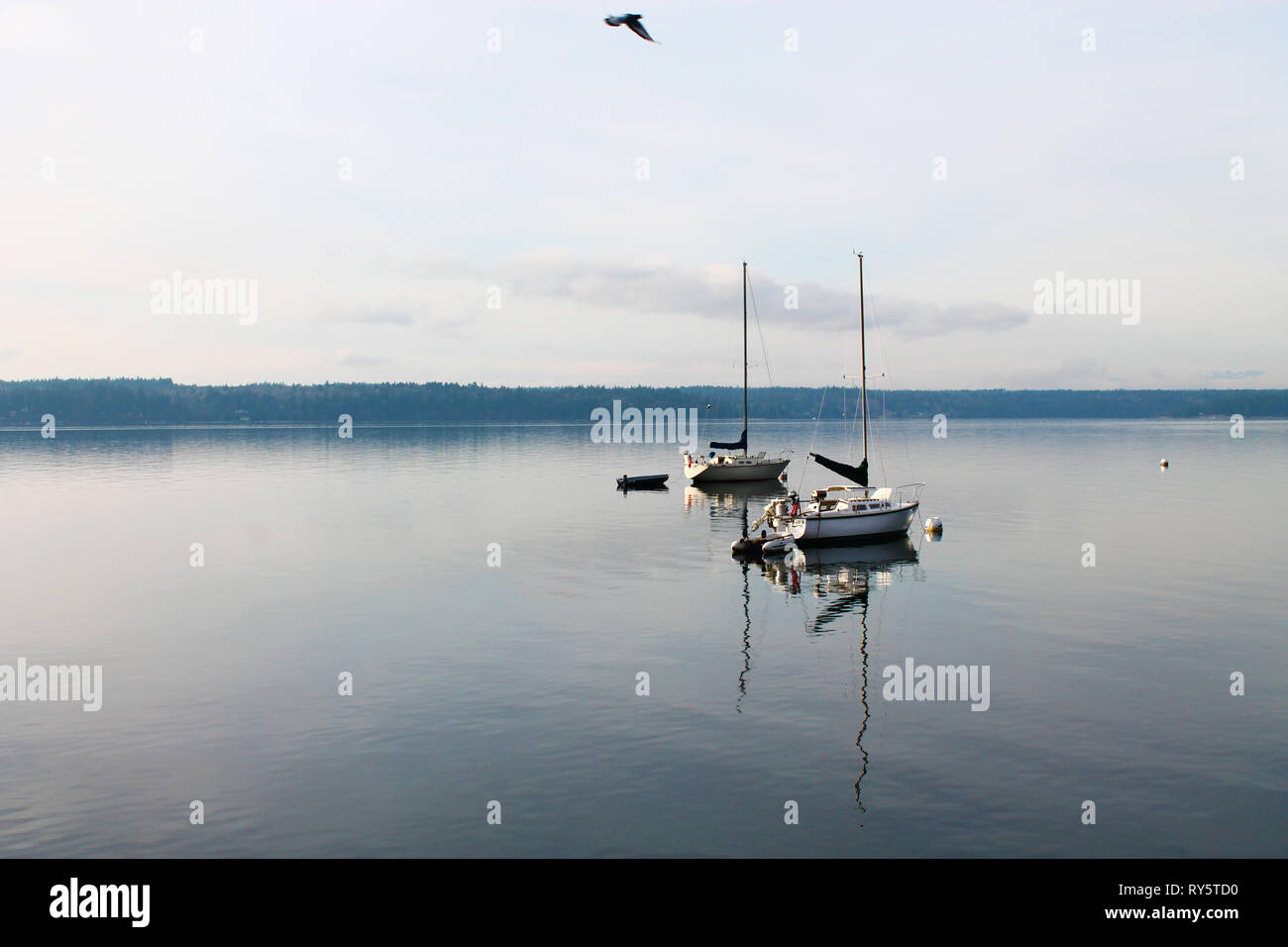 Zwei Segelboote auf ruhigem Wasser in der Puget Sound bei Joemma Strand im Staat Washington, während ein Vogel fliegt Overhead Stockfoto